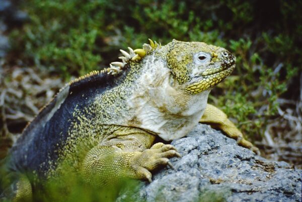 Lees hier alles over cruise bestemming de Galapagos eilanden, onze cruise tips - de Kritische Cruise lover