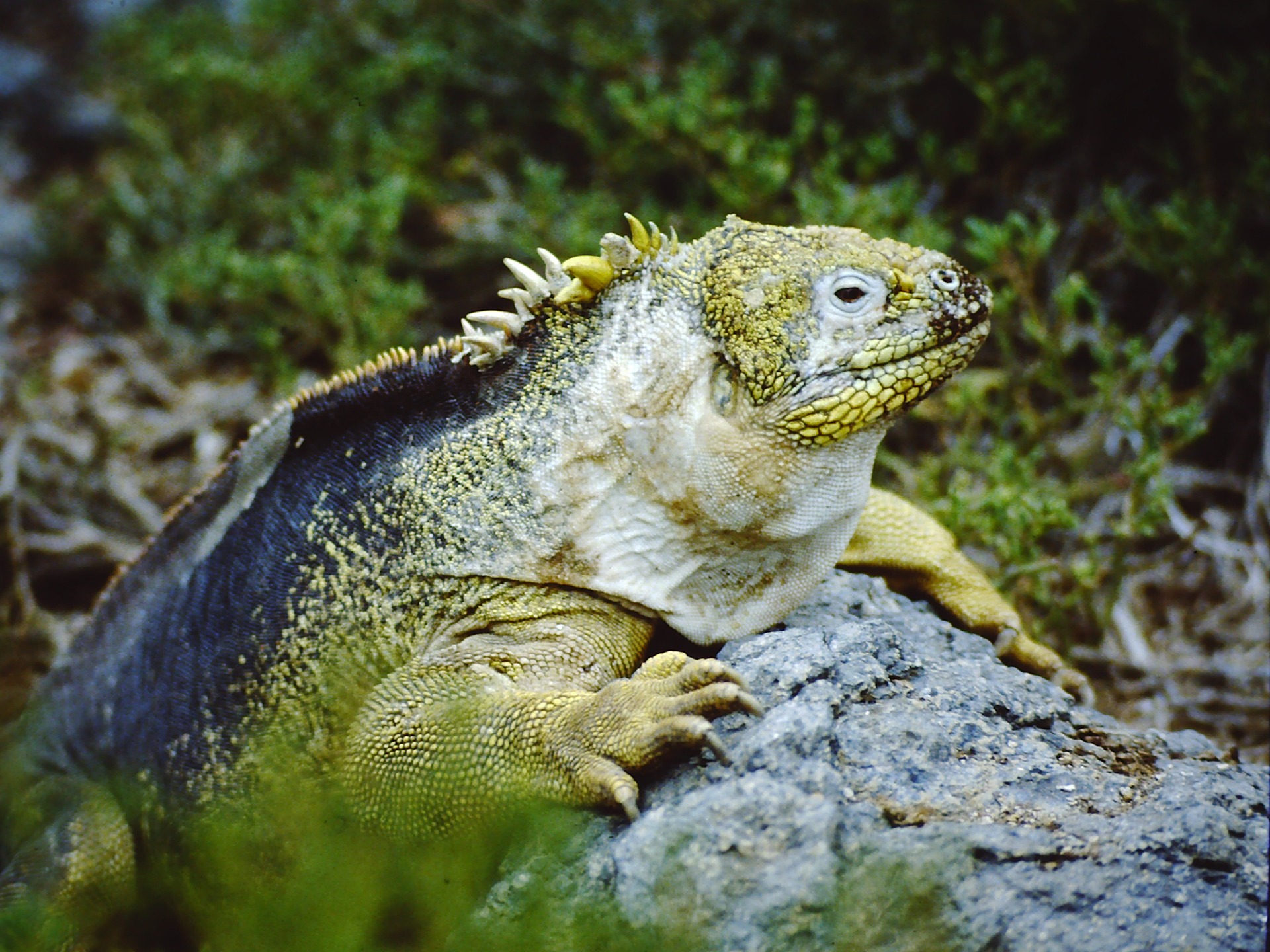 Lees hier alles over cruise bestemming de Galapagos eilanden, onze cruise tips - de Kritische Cruise lover